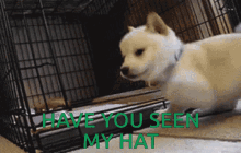 you hat