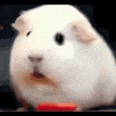 Hamster Wut GIF - Hamster Wut What GIFs