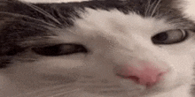 a close up of a black and white cat 's face with a red nose .