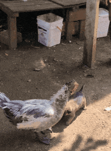 a white bucket sits on the ground next to a chicken