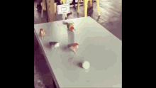 a group of birds are playing basketball on a table with a basketball hoop in the background