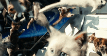 The Marvels Goose GIF - The Marvels Goose Cat GIFs