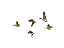 fly bird goose migrating birds