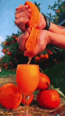 Orange Orange Juice GIF - Orange Orange Juice Freshly Squeezed GIFs
