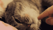 Cat Cute GIF - Cat Cute Scratch GIFs