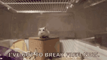 break free ive got to break free i got to break free hamster escaping animals trying to escape