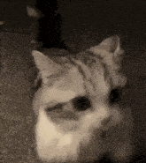 a close up of a cat 's face looking at the camera .