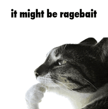 a cat with the words it might be ragebait on the bottom