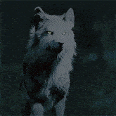 a black and white dog with yellow eyes stands in the dark