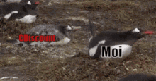 Penguin Shit Troll GIF - Penguin Shit Troll Cdiscount GIFs