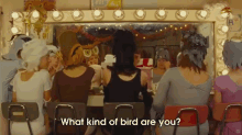 No. What Kind Of Bird Are You. GIF