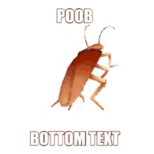 Dancing Cockroach GIF - Dancing Cockroach Roach GIFs