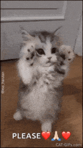 Cute Cat GIF