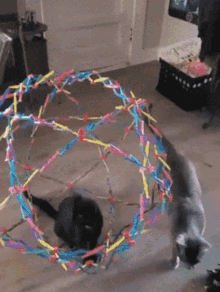 cat trapped in expandable ball