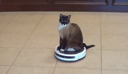 Cat riding a roomba best sale