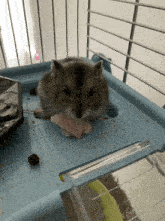 Hamster Manger GIF - Hamster Manger Jambon GIFs