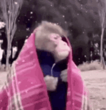 Monkey Snow GIF - Monkey Snow Concerned GIFs