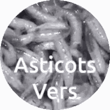 Asticots Vers GIF - Asticots Vers GIFs
