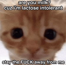 a close up of a cat 's eyes with the caption " are you milk "