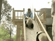 Baby Panda GIF - Baby Panda Rolling GIFs