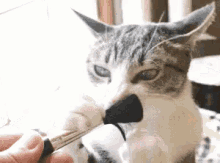 吃货 猫 吃 好饿 化妆刷 萌宠 GIF - Foodie Cat Kitten GIFs