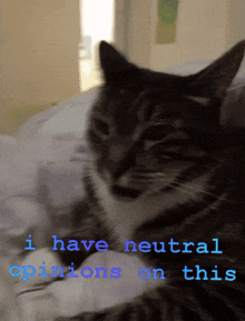 864mcs Cat I Have Neutral Opinions On This GIF
