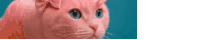 a close up of a pink cat 's face with blue eyes .