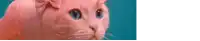 a close up of a pink cat 's face with blue eyes .