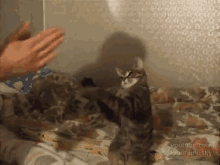 Patty Cat GIF - Cat Patty Cake Cats GIFs
