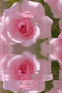 Ra575 Pinks GIF - Ra575 Pinks Flower Pink GIFs