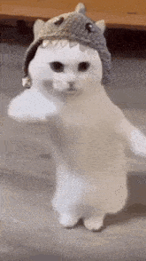 a white cat is wearing a shark hat and standing on its hind legs .