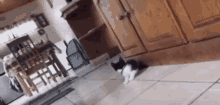 Cat Tiger GIF - Cat Tiger Scared GIFs