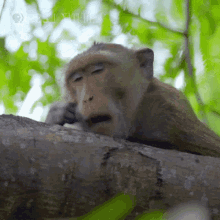 Monkey Yawn GIF - Monkey Yawn GIFs