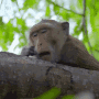 monkey-yawn.gif