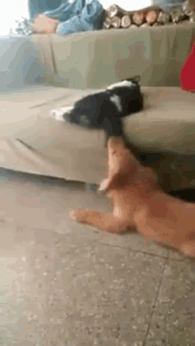 Cats Dogs GIF - Cats Dogs Funny Animals GIFs