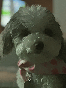 Bernedoodle Puppy GIF - Bernedoodle Puppy GIFs