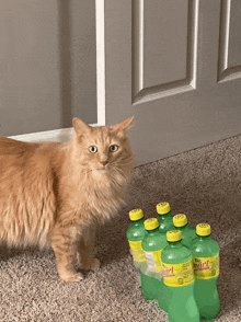 Cat Stare Cat Meme GIF - Cat Stare Cat Cat Meme GIFs