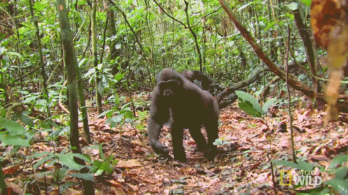 Walking Away Behold The King Of The Jungle GIF - Walking Away Behold The  King Of The Jungle Get Away - Discover & Share GIFs