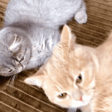 Cat Kitty GIF - Cat Kitty Cats Kiss GIFs
