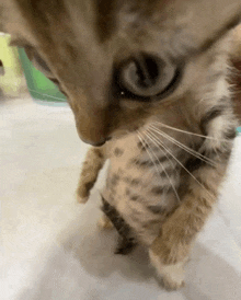 a close up of a cat standing on its hind legs on a white floor .
