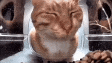 Mr Fresh Sideye Cat GIF