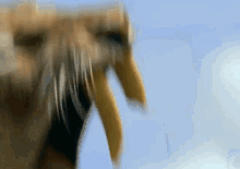 Walking With Beasts Smilodon GIF - Walking With Beasts Smilodon Saber Tooth Tiger GIFs