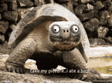 Turtle On Meth Take My Picture GIF