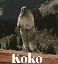 W Koko GIF