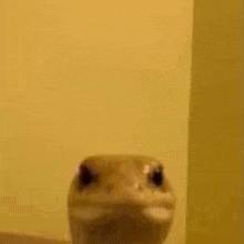 a close up of a lizard 's face looking at the camera .
