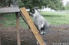 Animals Goat GIF - Animals Goat Slide GIFs