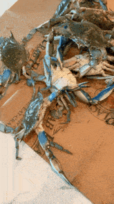several blue crabs are sitting on top of a cardboard box that says " eat crab "