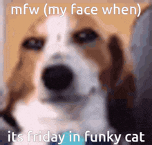 Funky Cat Gc Smirk Dog GIF - Funky Cat Gc Smirk Dog Friday GIFs