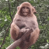 a monkey is sitting on a tree branch in the woods and smiling .
