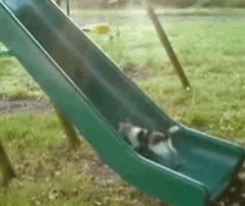 Funny Animals Slide GIF - Funny Animals Slide Run GIFs